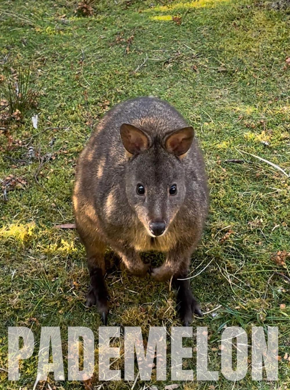 Strahan Wilderness Lodge Eksteriør bilde